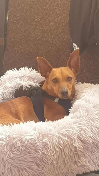 Lilo - liebes, sanftes Pinscher-Mädel