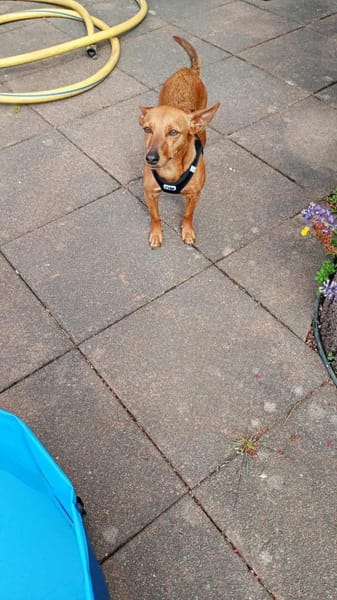 Lilo - liebes, sanftes Pinscher-Mädel