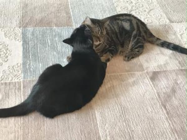 Livie und Jonny