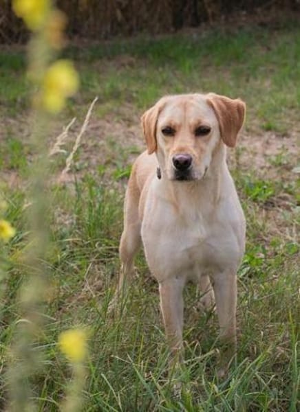 kinderliebe Labradorhündin Connie!
