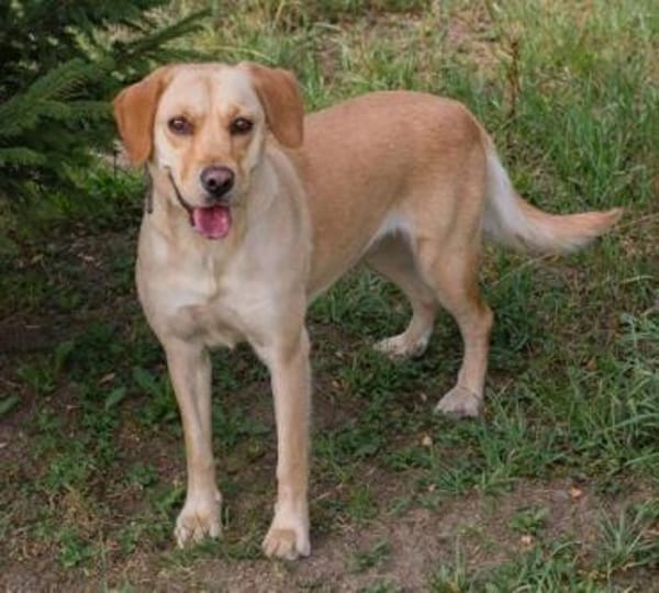 kinderliebe Labradorhündin Connie!