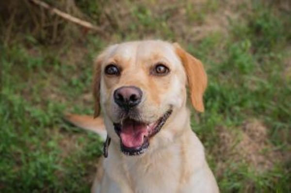 kinderliebe Labradorhündin Connie!