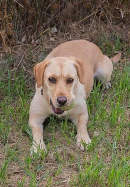 kinderliebe Labradorhündin Connie!