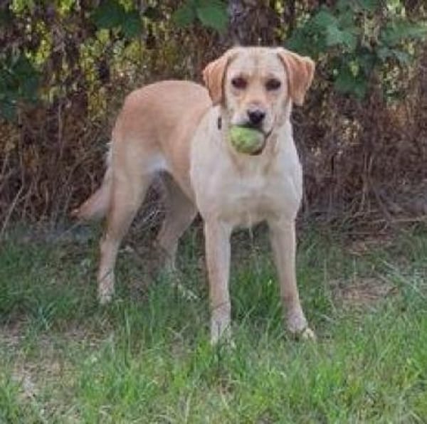 kinderliebe Labradorhündin Connie!