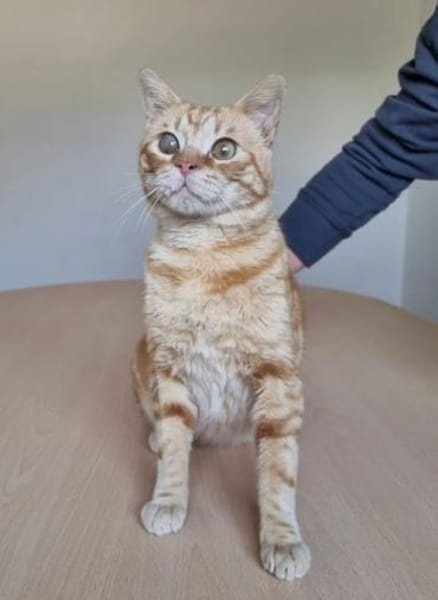 Tasio - wunderhübscher, lieber Kater