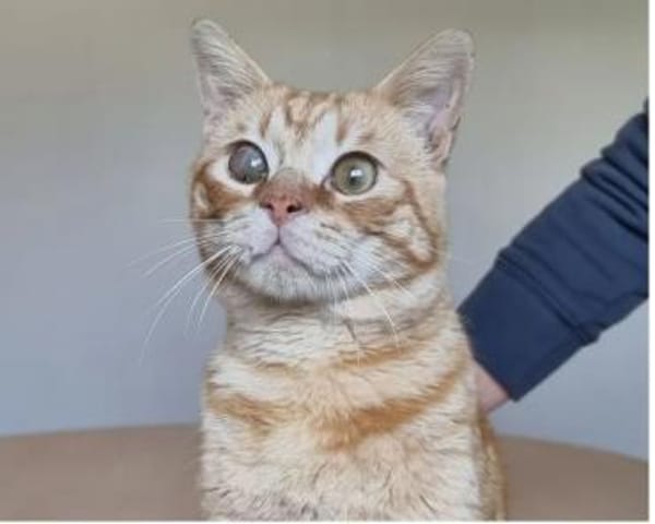 Tasio - wunderhübscher, lieber Kater