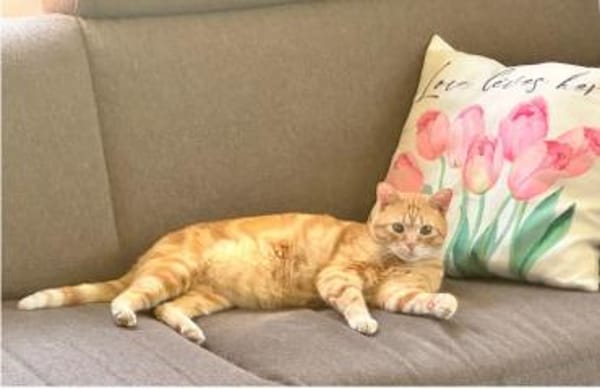 Tasio - wunderhübscher, lieber Kater
