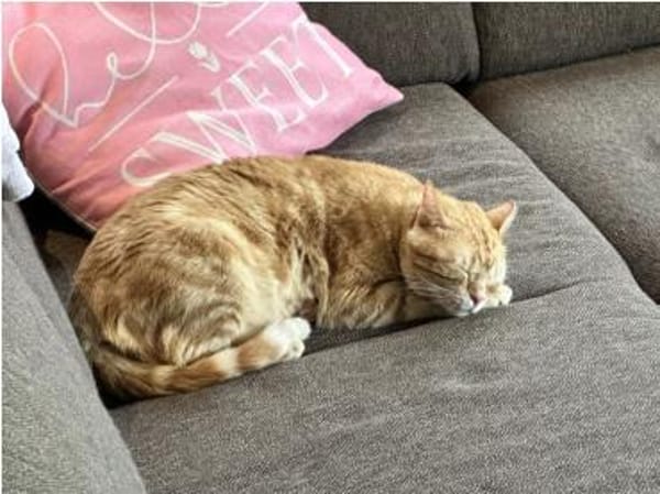 Tasio - wunderhübscher, lieber Kater