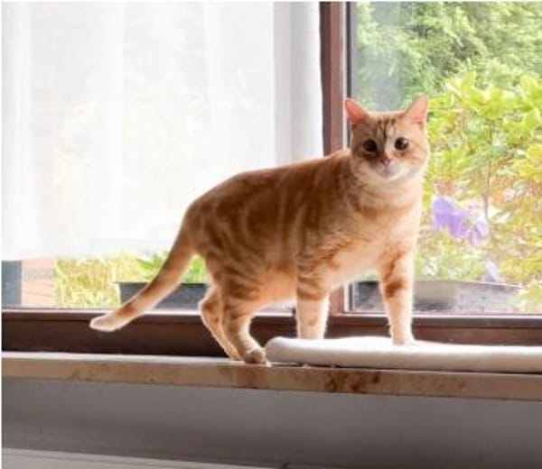 Tasio - wunderhübscher, lieber Kater