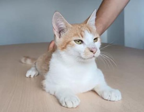 Carmelo - ein süßer und sozialer Kater