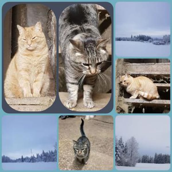 LUNA & SUN - prof.Mäusefänger suchen Hof