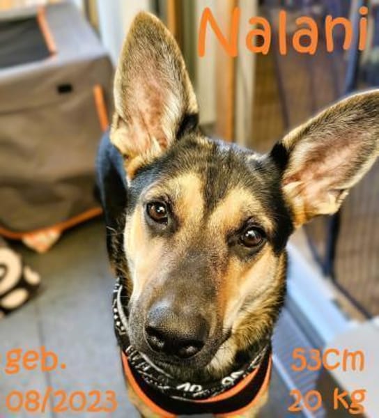 Nalani will aufs Land