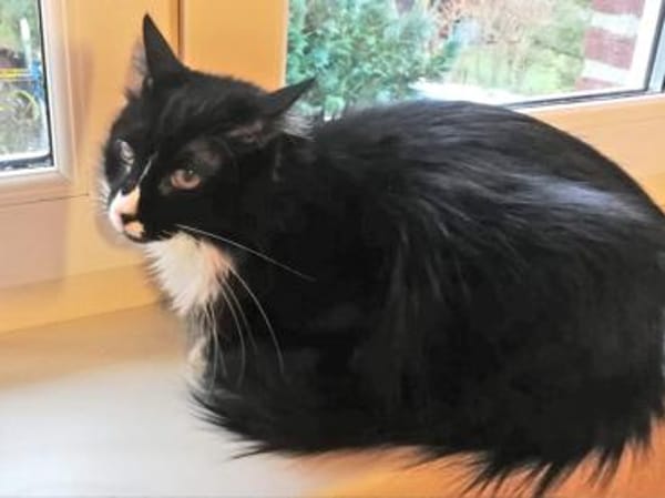 Hübscher Alvin sucht schönes Zuhause