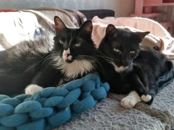 Hübscher Alvin sucht schönes Zuhause