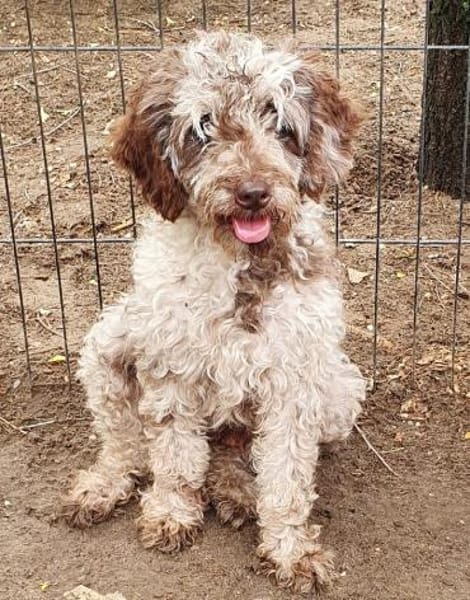 Honey in 86529 Schrobenhausen