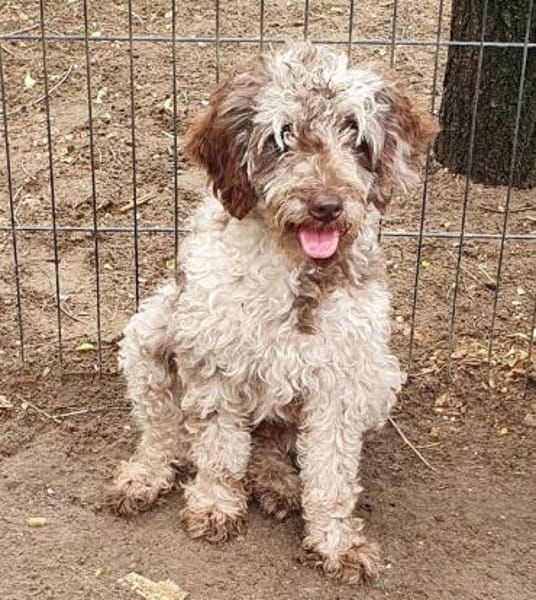 Honey in 86529 Schrobenhausen