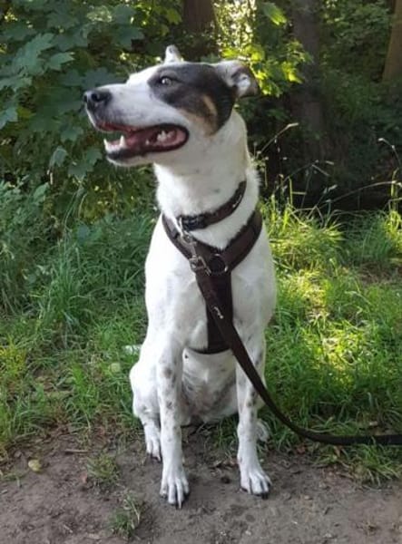 LARA ist wieder auf der Suche