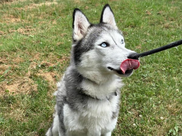 LASKA