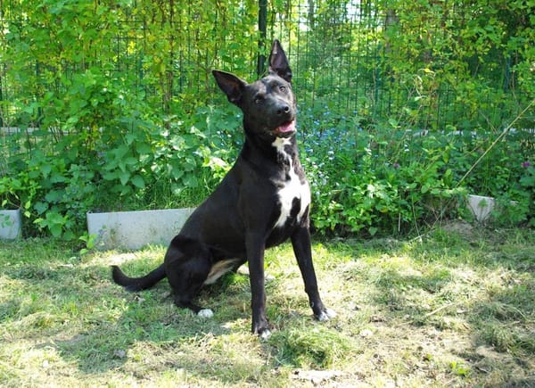 MIRZA
