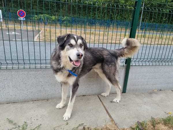 BALTO