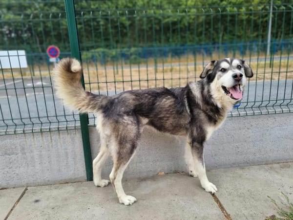 BALTO