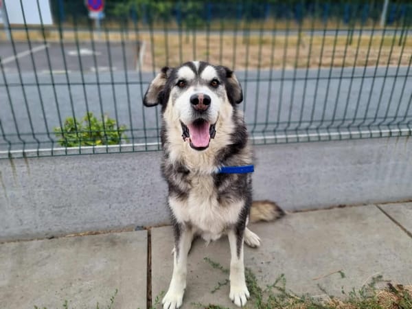BALTO