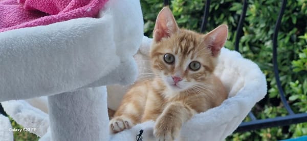 Abricot