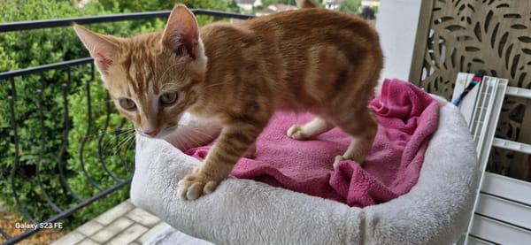 Abricot