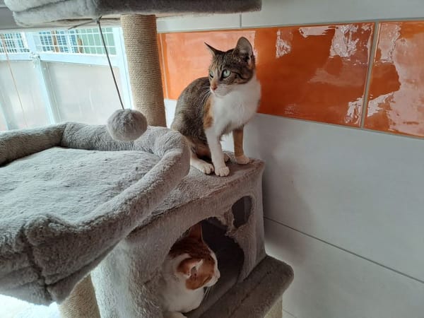 SNOWBELL