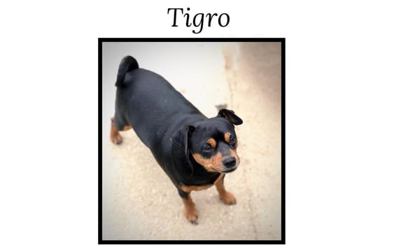 TIGRO( réservé)