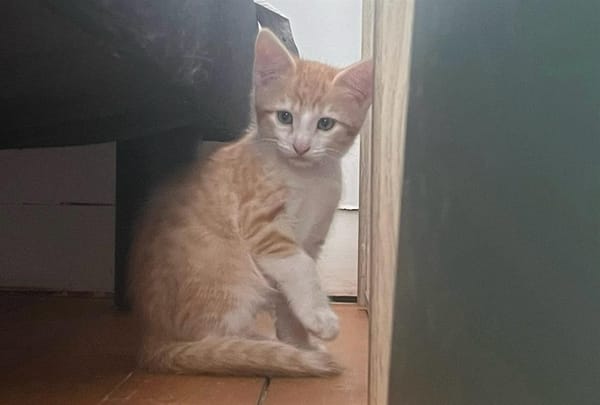AMANDE (Scrat) QCT (reserve)