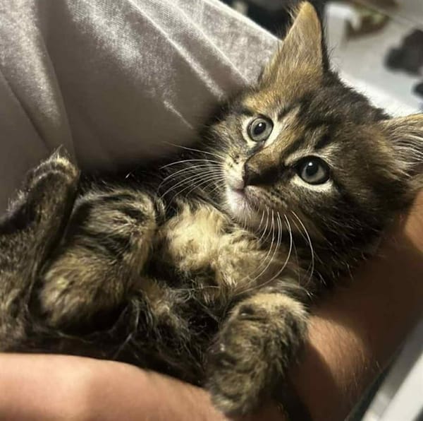 FREYA (réservée)