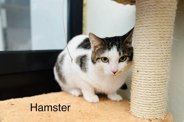 Hamster