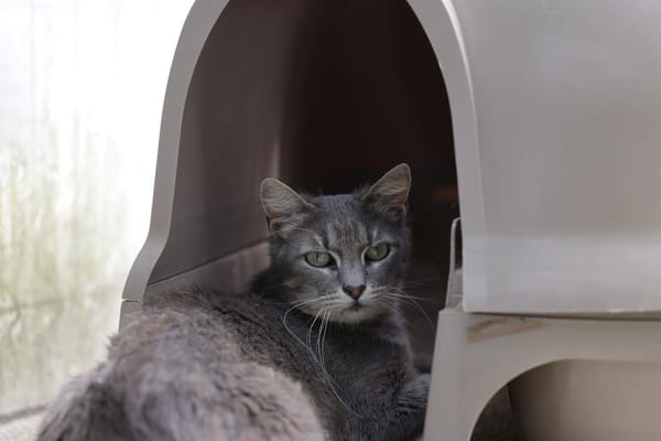 SAHARA