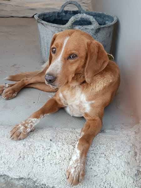 COVI