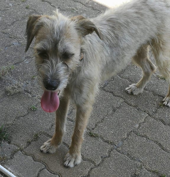 LENIE