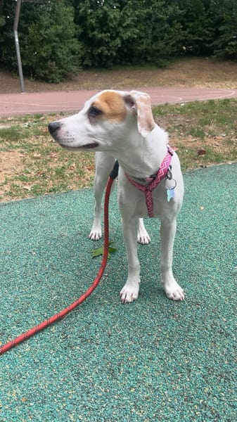 SNOOPY