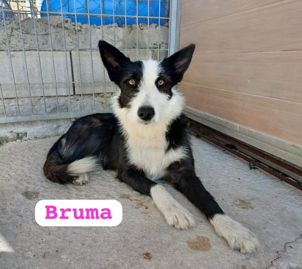 BRUMA (union animal)
