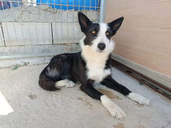 BRUMA (union animal)