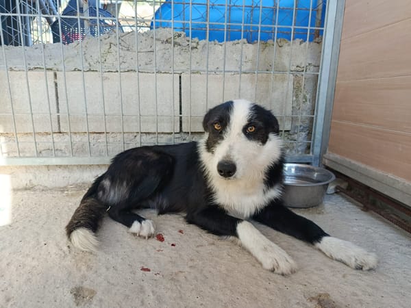 BRUMA (union animal)