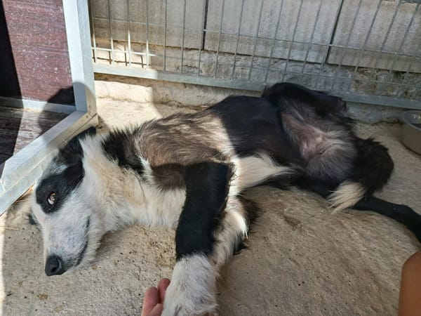 BRUMA (union animal)