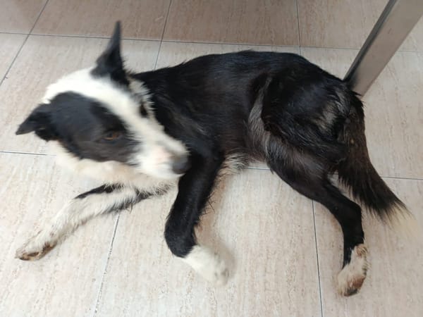 BRUMA (union animal)
