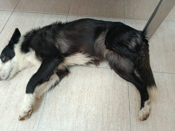 BRUMA (union animal)