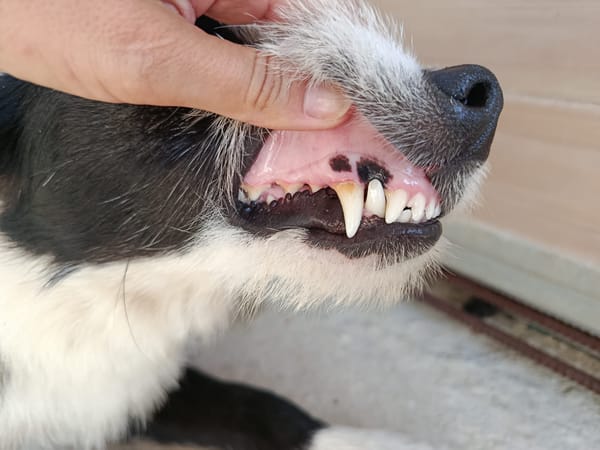 BRUMA (union animal)