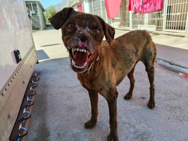 TEETH (union animal)