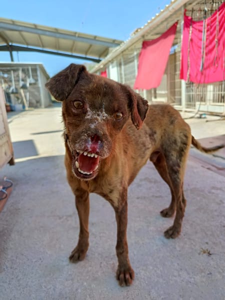 TEETH (union animal)