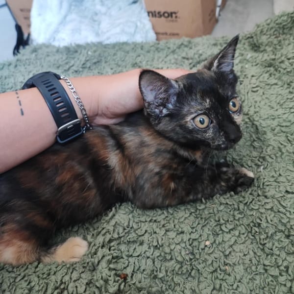PRALINE