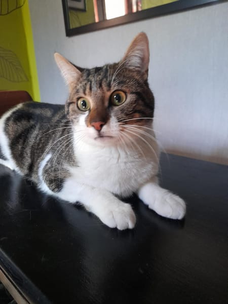 Léo