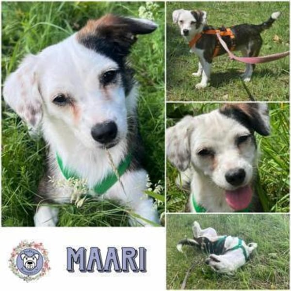 MAARI # Hundemädchen zum Verlieben