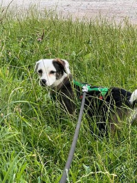 MAARI # Hundemädchen zum Verlieben
